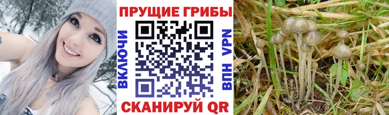 Галлюциногенные грибы мухоморы Козьмодемьянск